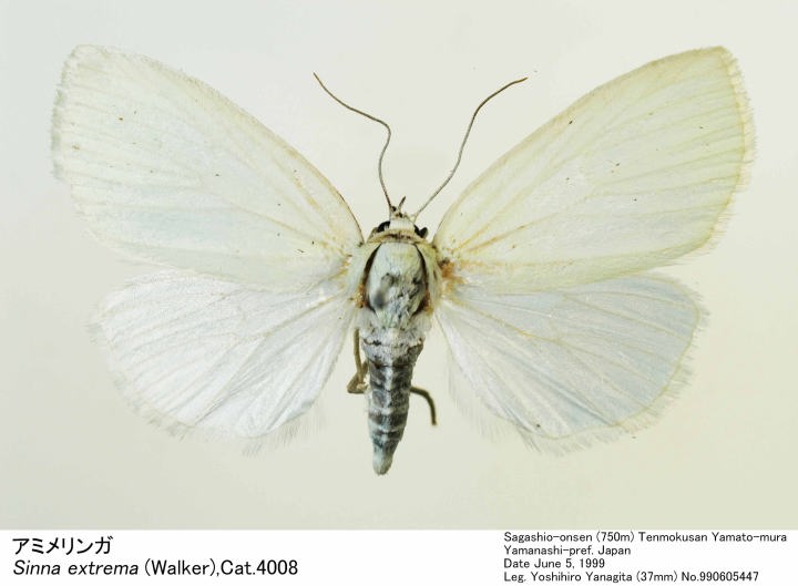 ガウラクラフト コシモニー オリカラ 美品 ローカル 痴虫 ニンナ アブディール ガウラクラフト コシモニー オリカラ 美品 ローカル 痴虫 ニンナ